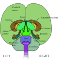 download Brain Front View clipart image with 45 hue color
