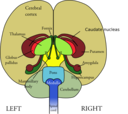 Brain Front View