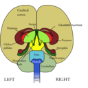 download Brain Front View clipart image with 0 hue color