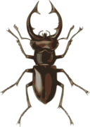 Stag Beetle Lucanus Elephas