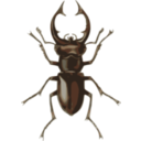 download Stag Beetle Lucanus Elephas clipart image with 0 hue color