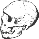 Amud Skull Grayscale