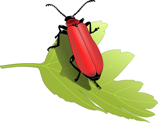 Cardinal Beetle Pyrochroa Coccinea
