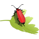 download Cardinal Beetle Pyrochroa Coccinea clipart image with 0 hue color