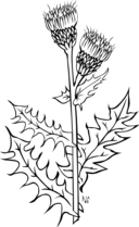 Ku Cirsium Arvense