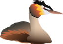 Podiceps Cristatus