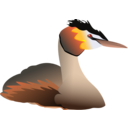 download Podiceps Cristatus clipart image with 0 hue color