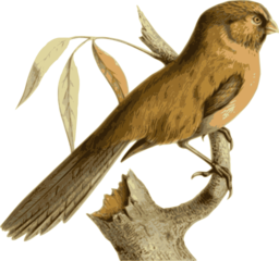 Paradoxornis Unicolor