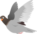 A Flying Pigeon