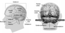 58294main The Brain In Space Page 34 Brain Model