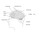 download Human Brain clipart image with 225 hue color