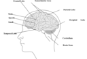 Human Brain