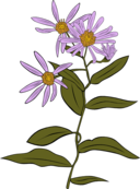 Aster Conspicuus