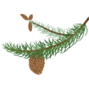download Fir Branch With Cones clipart image with 0 hue color
