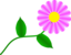 Daisy Fuchsia