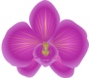 Orchid