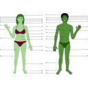 download Human Body Both Genders With Numbers clipart image with 90 hue color