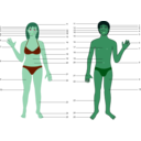 download Human Body Both Genders With Numbers clipart image with 135 hue color