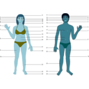 download Human Body Both Genders With Numbers clipart image with 180 hue color