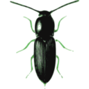 download Beetle Cardiophorus clipart image with 90 hue color