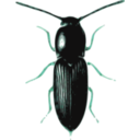 download Beetle Cardiophorus clipart image with 135 hue color