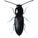 download Beetle Cardiophorus clipart image with 180 hue color