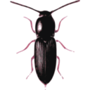 download Beetle Cardiophorus clipart image with 315 hue color