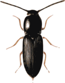 Beetle Cardiophorus