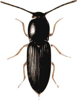Beetle Cardiophorus