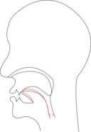 Midsagittal Ch Voiceless Postalveolar Affricate