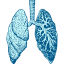 download Lungs clipart image with 180 hue color