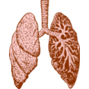 download Lungs clipart image with 0 hue color