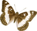 Limenitis Trivena