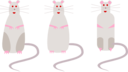 Rat