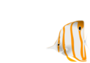 Copperband Butterflyfish