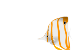 Copperband Butterflyfish