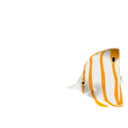 download Copperband Butterflyfish clipart image with 0 hue color