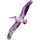 download Pelican clipart image with 270 hue color