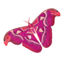 download Atlas Moth Attacus Atlas clipart image with 315 hue color