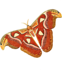 Atlas Moth Attacus Atlas