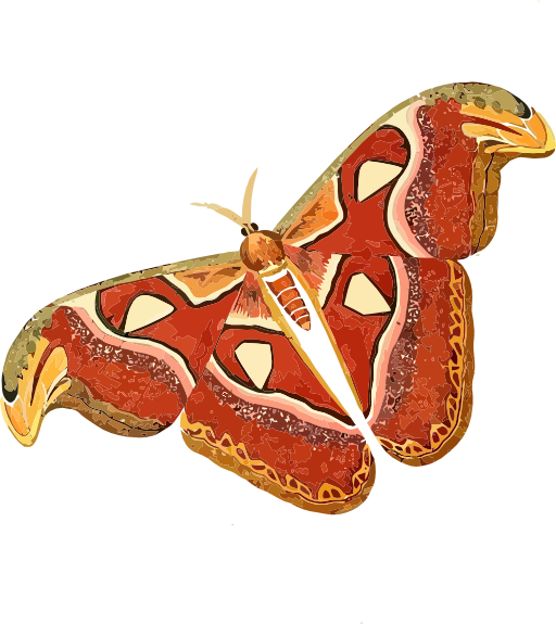 Atlas Moth Attacus Atlas