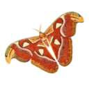 download Atlas Moth Attacus Atlas clipart image with 0 hue color