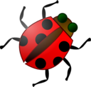 Ladybug