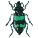 download Spotted Sexton Beetle Necrophorus Guttatus clipart image with 135 hue color