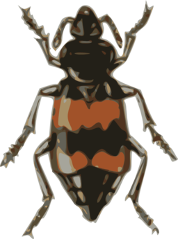 Spotted Sexton Beetle Necrophorus Guttatus