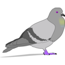 download Pigeon clipart image with 270 hue color