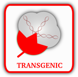 Cotton Transgenic