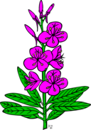 Ku Epilobium Angustifolium