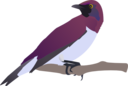 Exotical Bird