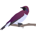download Exotical Bird clipart image with 0 hue color